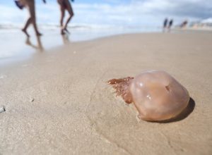 Água-viva na beira da praia em Capão da Canoa.
Jonathan Heckler / Agencia RBS