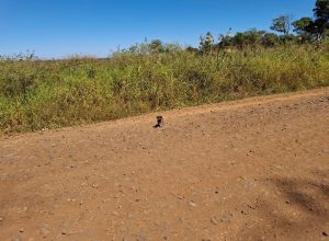 Foto: Polícia Ambiental