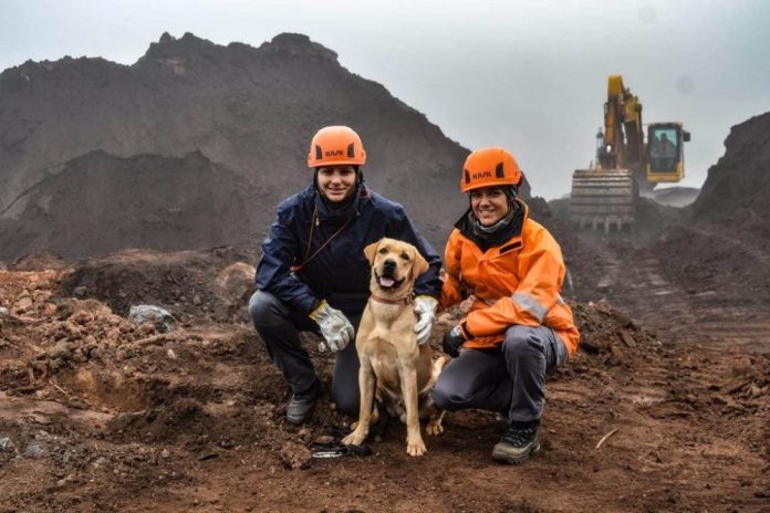 Animal também auxiliou nas buscas de desaparecidos em Brumadinho, em Minas Gerais. Foto: Corpo de Bombeiros Militar do Mato Grosso / Divulgação