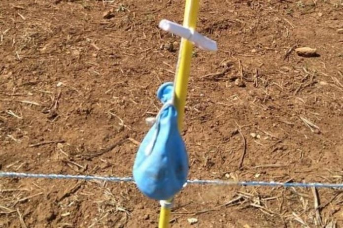 Balão onde estava a mensagem da Argentina. Foto: Catiane de Almeida Avila / Divulgação