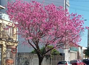 Foto: Isaac Carmo