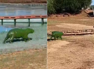 Capivaras verdes saem de rio na Argentina — Foto: Reprodução