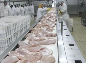 Foto: Edi Pereira - Divulgação