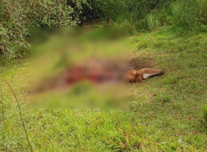 Foto: Enviado por um seguidor