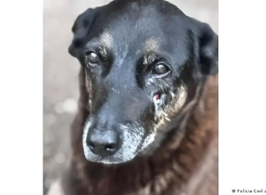 Foto: Policia Civil - Santa Catarina