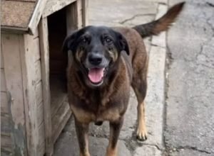 Orelha era um dos cães mascotes da região da Praia Brava, em Florianópolis — Foto: Reprodução/Redes sociais